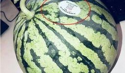 有哪些网红被吃瓜,盘点那些因吃瓜事件引发热议的明星